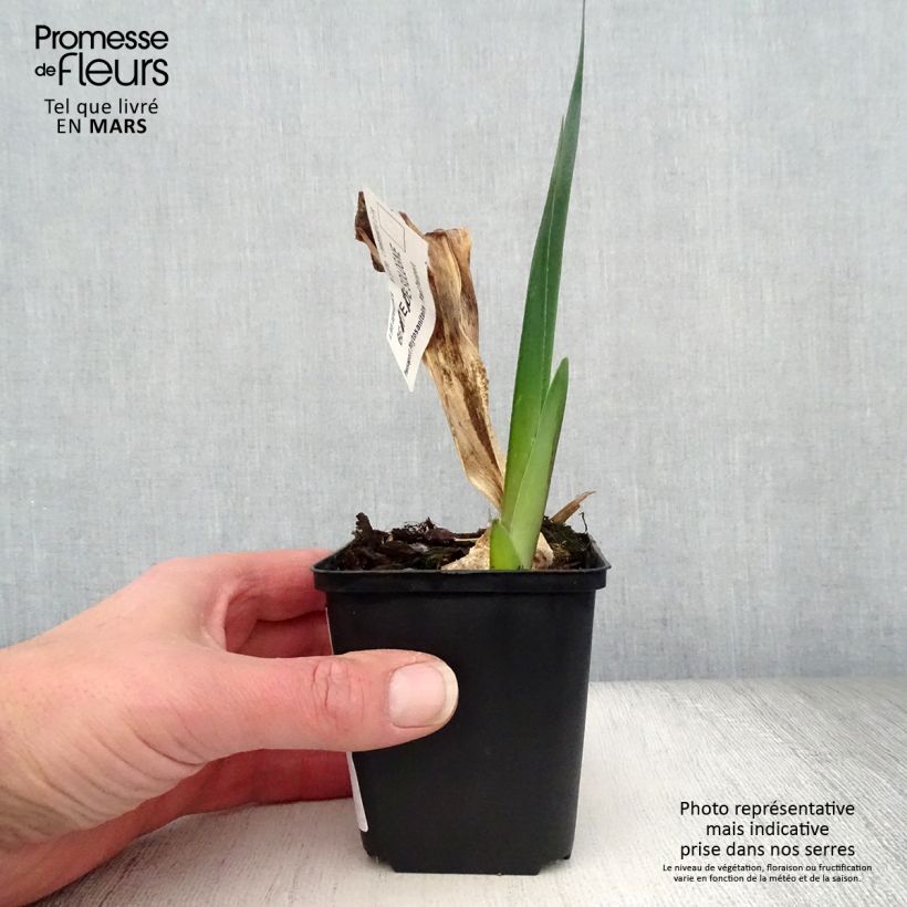 Iris germanica Beauté De Sologne Maceta de 8/9 cm Ejemplar entregado en la primavera
