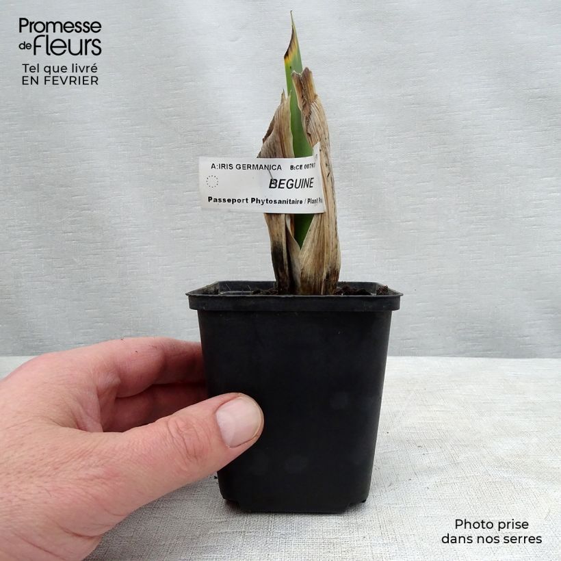 Iris germanica Beguine Maceta de 8/9 cm Ejemplar entregado en invierno