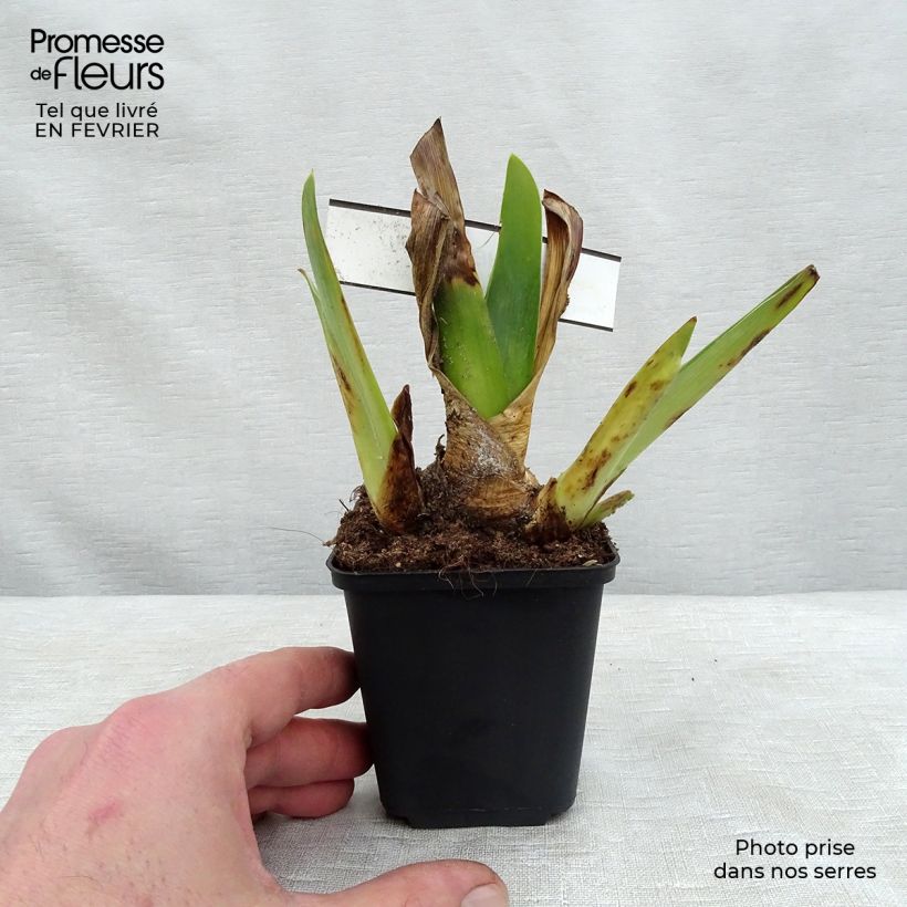 Iris germanica Blenheim Royal Maceta de 8/9 cm Ejemplar entregado en invierno