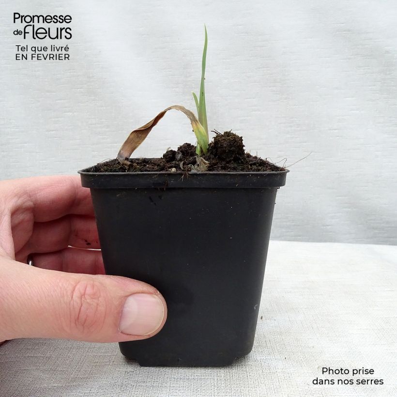 Iris germanica Bleu de Gien Rizoma, calibre 10/15, calidad extra Ejemplar entregado en invierno