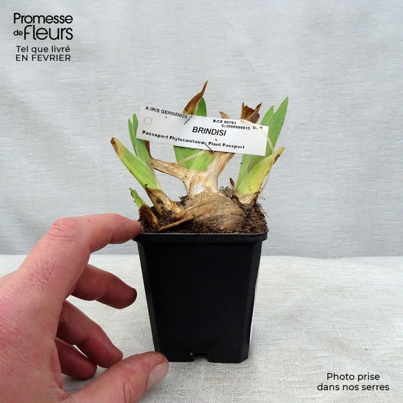 Iris germanica Brindisi Maceta de 8/9 cm Ejemplar entregado en invierno