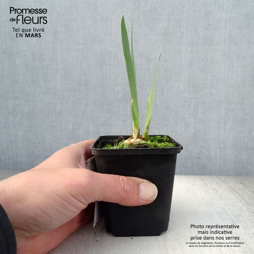 Iris germanica Bruno Maceta de 8/9 cm Ejemplar entregado en la primavera