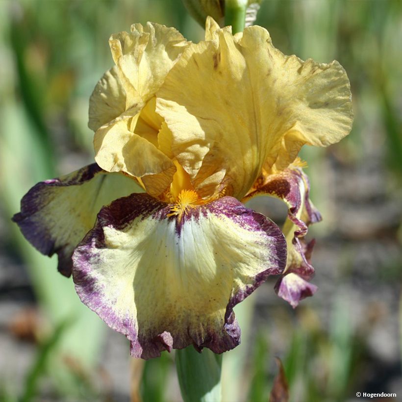 Iris germanica Bullwinkle (Floración)