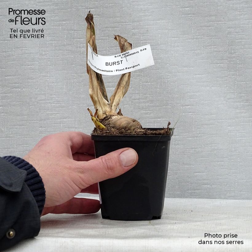Iris germanica Burst Maceta de 8/9 cm Ejemplar entregado en invierno