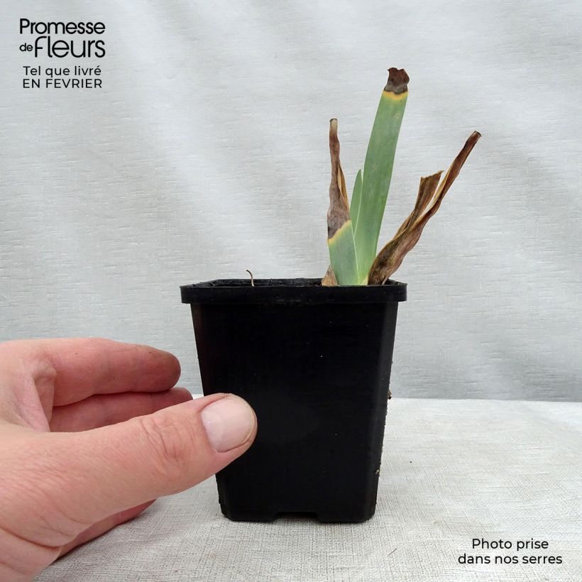 Iris germanica Caprice de Star Maceta de 8/9 cm Ejemplar entregado en invierno