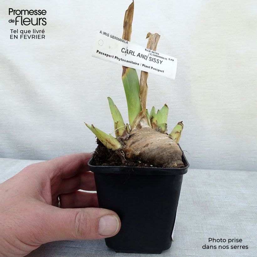 Iris germanica Carl and Sissy Maceta de 8/9 cm Ejemplar entregado en invierno