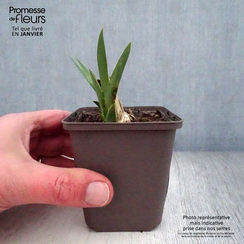 Iris germanica Casque d'Or - Iris des Jardins Rhizome ou godet Ejemplar entregado en invierno