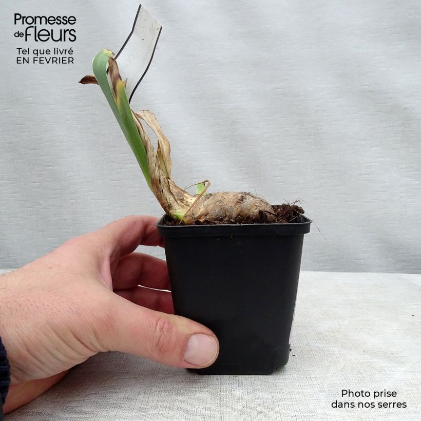 Iris germanica Coffee Whisper Maceta de 8/9 cm Ejemplar entregado en invierno
