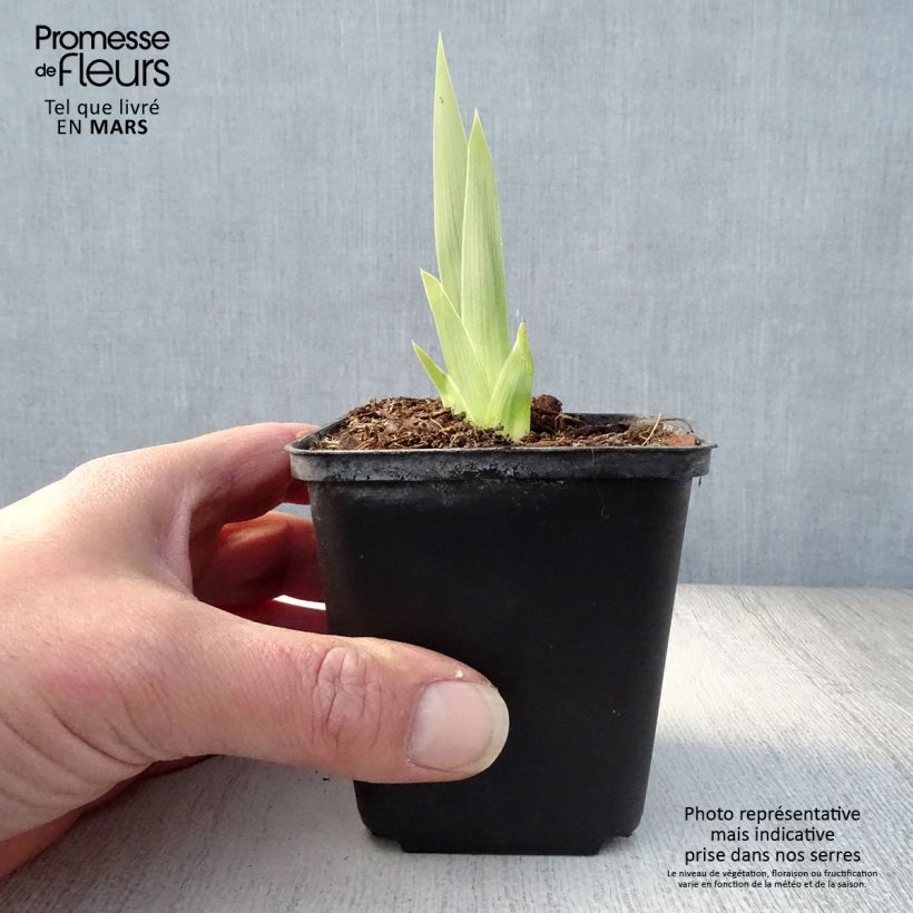 Iris germanica Deep Dark Secret Maceta de 8/9 cm Ejemplar entregado en la primavera