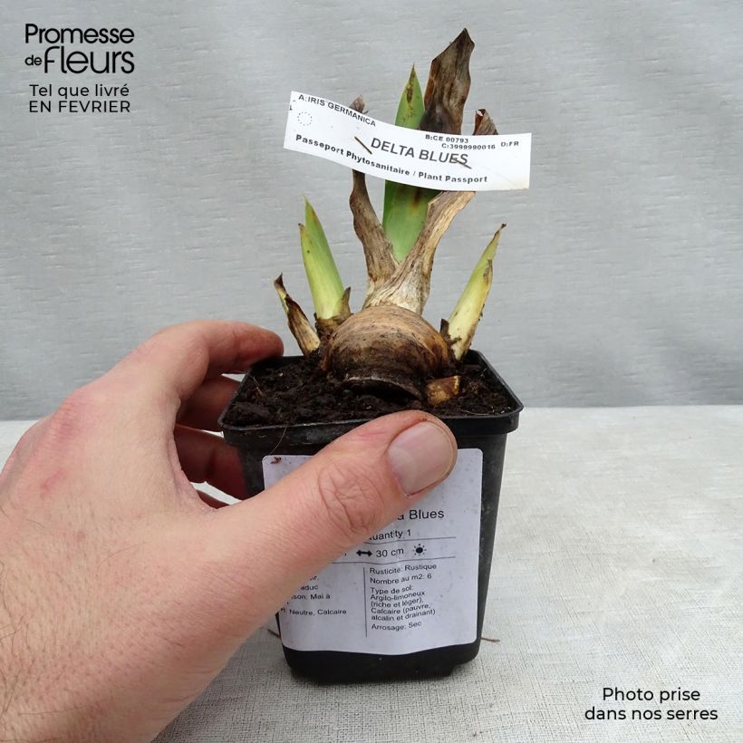 Iris germanica Delta Blues Maceta de 8/9 cm Ejemplar entregado en invierno