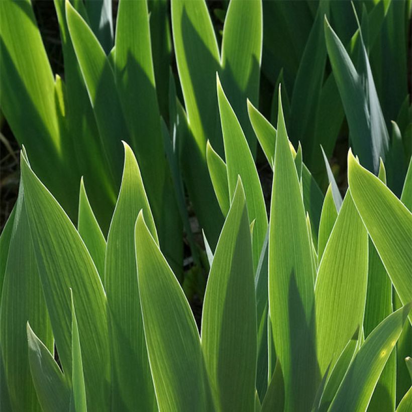 Iris germanica Drama Queen (Follaje)
