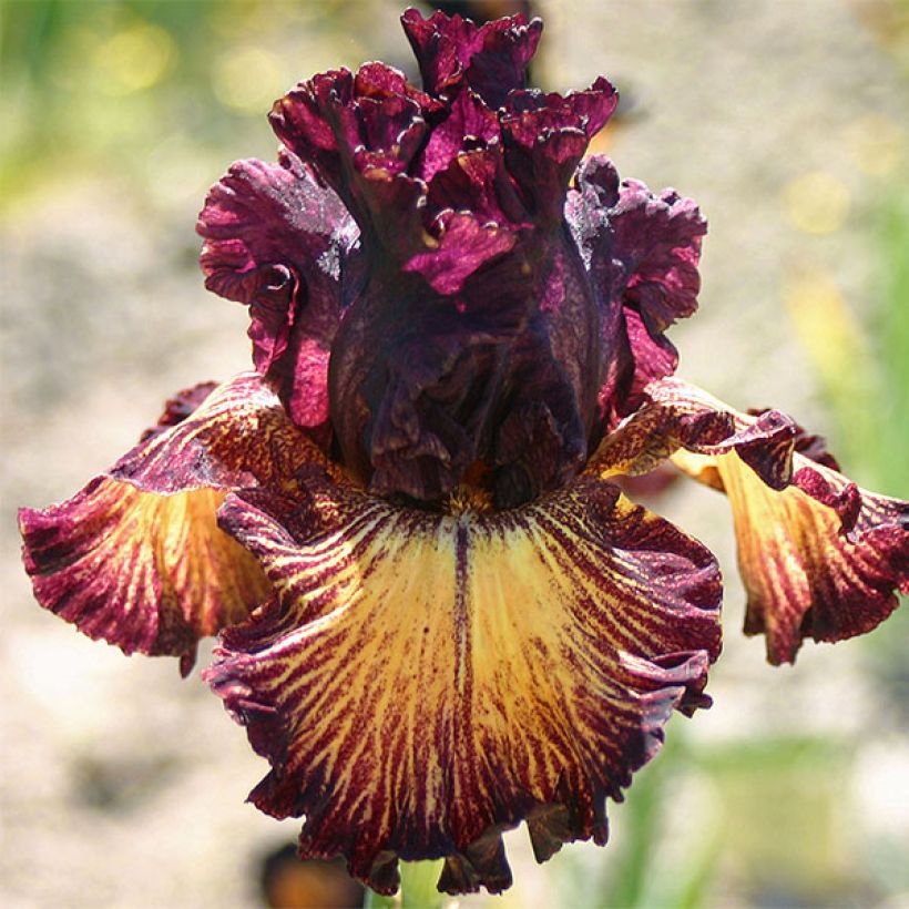 Iris germanica Drama Queen (Floración)