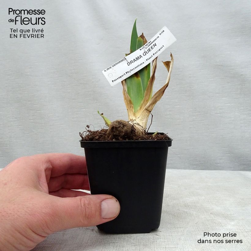 Iris germanica Drama Queen Maceta de 8/9 cm Ejemplar entregado en invierno