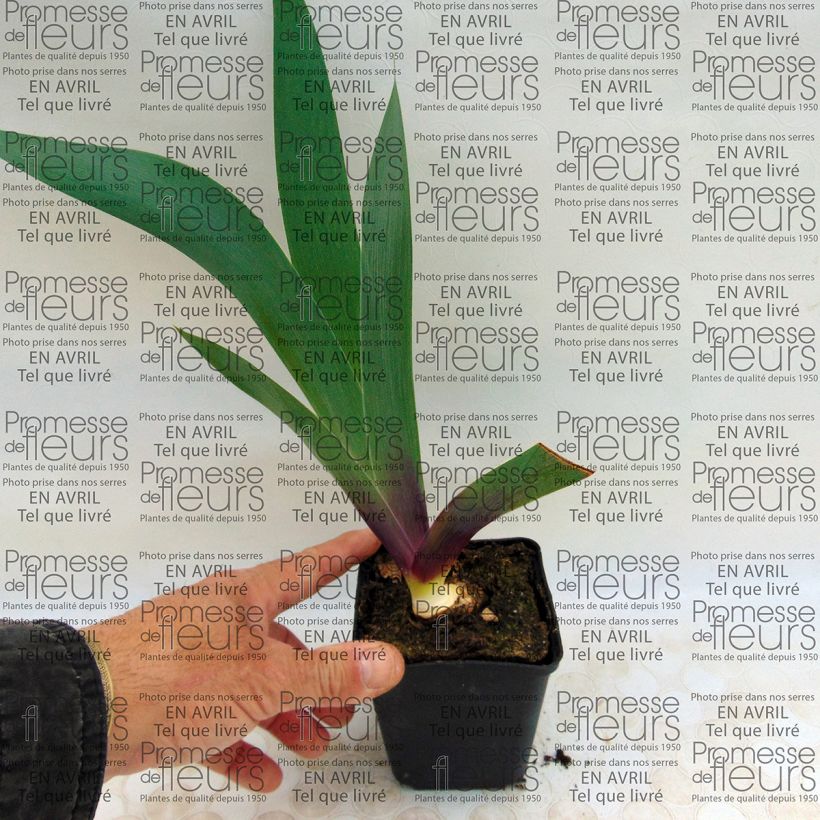 Ejemplo de ejemplar de Iris germanica Ecstatic Echo Maceta de 8/9 cm tal y como se entrega