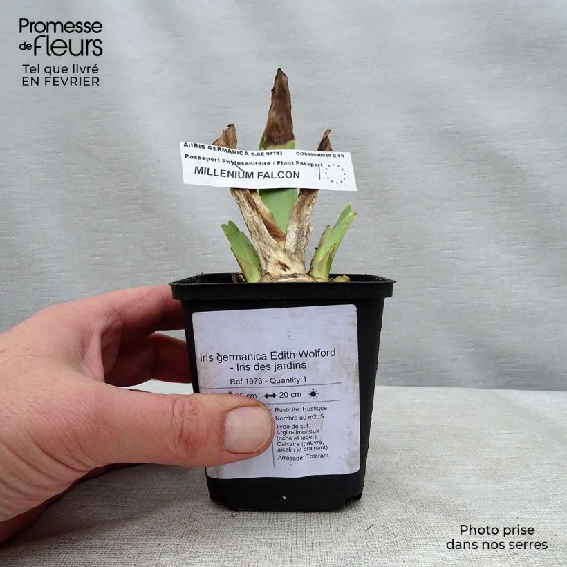 Iris germanica Edith Wolford Maceta de 8/9 cm Ejemplar entregado en invierno