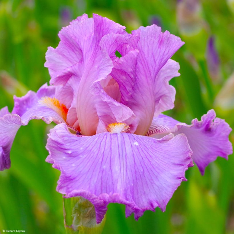Iris germanica Effrontée (Floración)