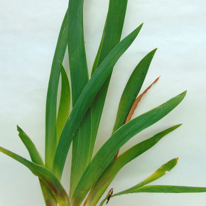 Iris germanica Fiery Temper (Follaje)