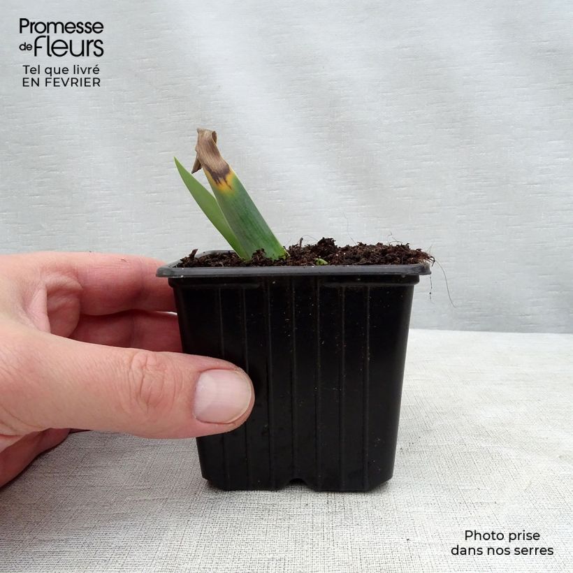 Iris germanica Gamay Maceta de 8/9 cm Ejemplar entregado en invierno
