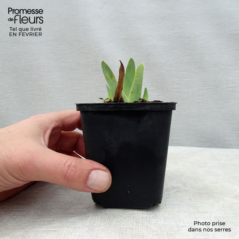 Iris germanica Gipsy Romance Maceta de 8/9 cm Ejemplar entregado en invierno