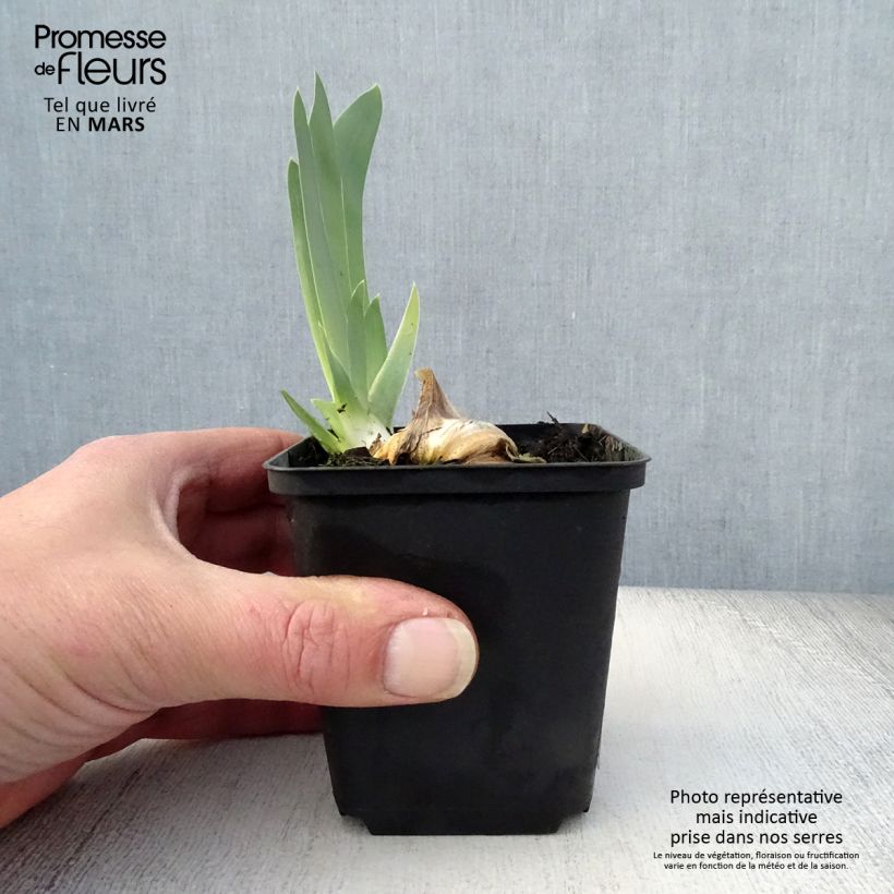 Iris germanica Gnu Blues Maceta de 8/9 cm Ejemplar entregado en la primavera