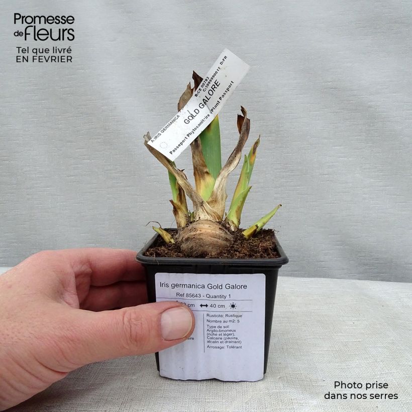 Iris germanica Gold Galore Maceta de 8/9 cm Ejemplar entregado en invierno