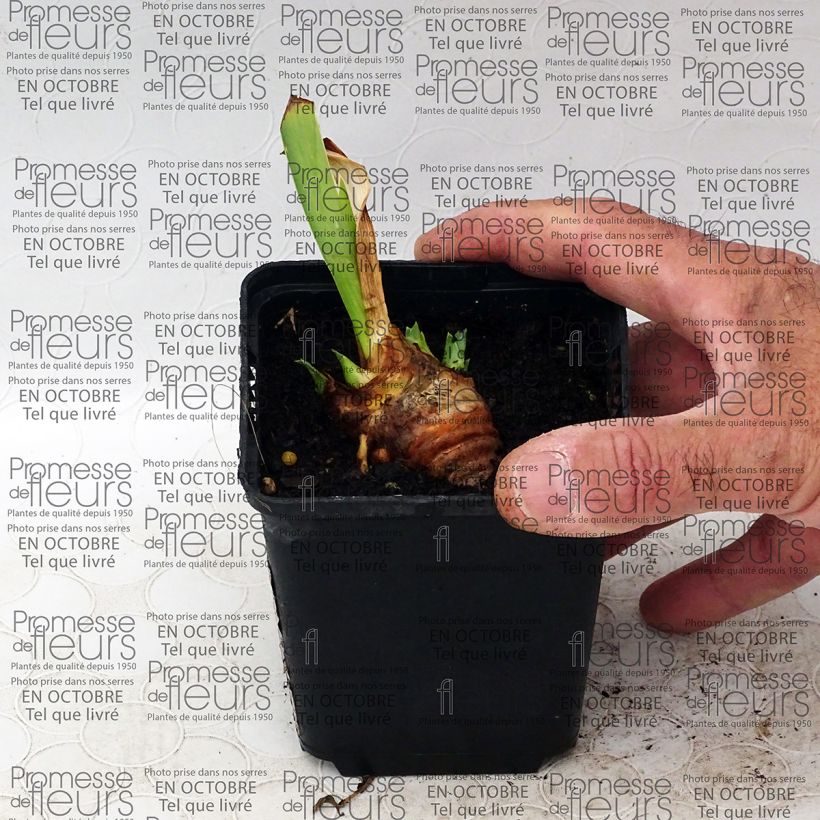 Ejemplo de ejemplar de Iris germanica Gracchus Maceta de 8/9 cm tal y como se entrega