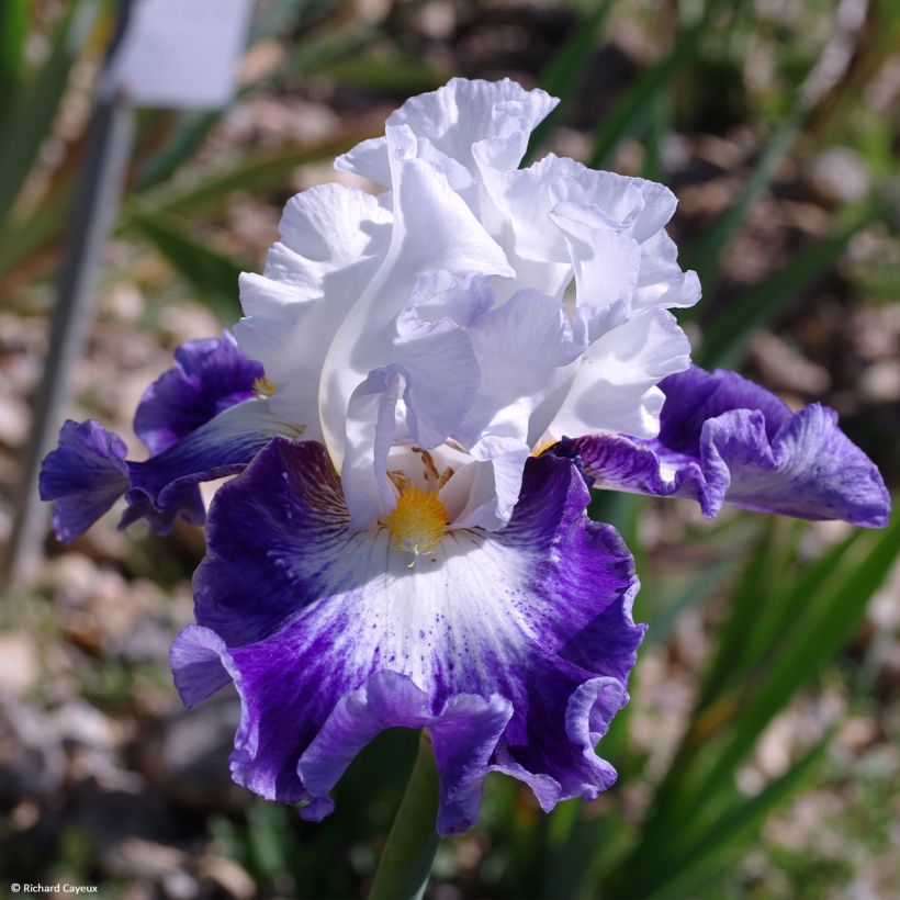Iris germanica Haute Savoie (Floración)