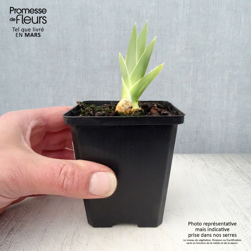 Iris germanica High Stakes - Iris des Jardins Rhizome Ejemplar entregado en la primavera