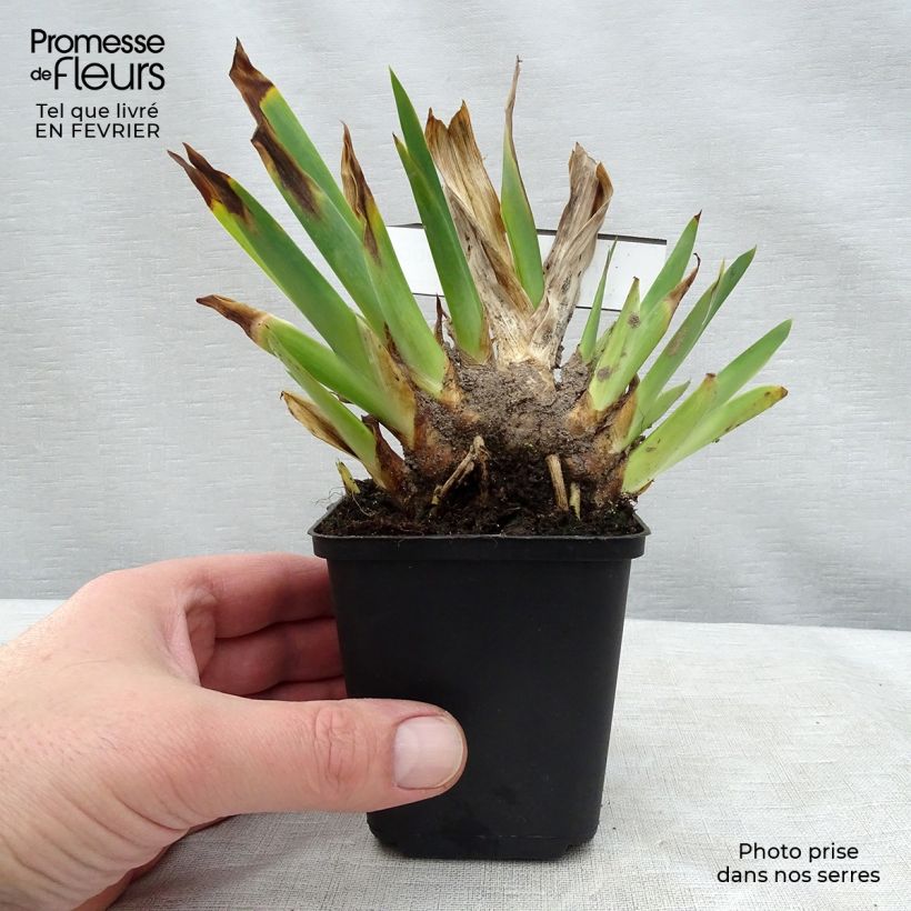 Iris germanica Huckleberry Fudge Maceta de 8/9 cm Ejemplar entregado en invierno