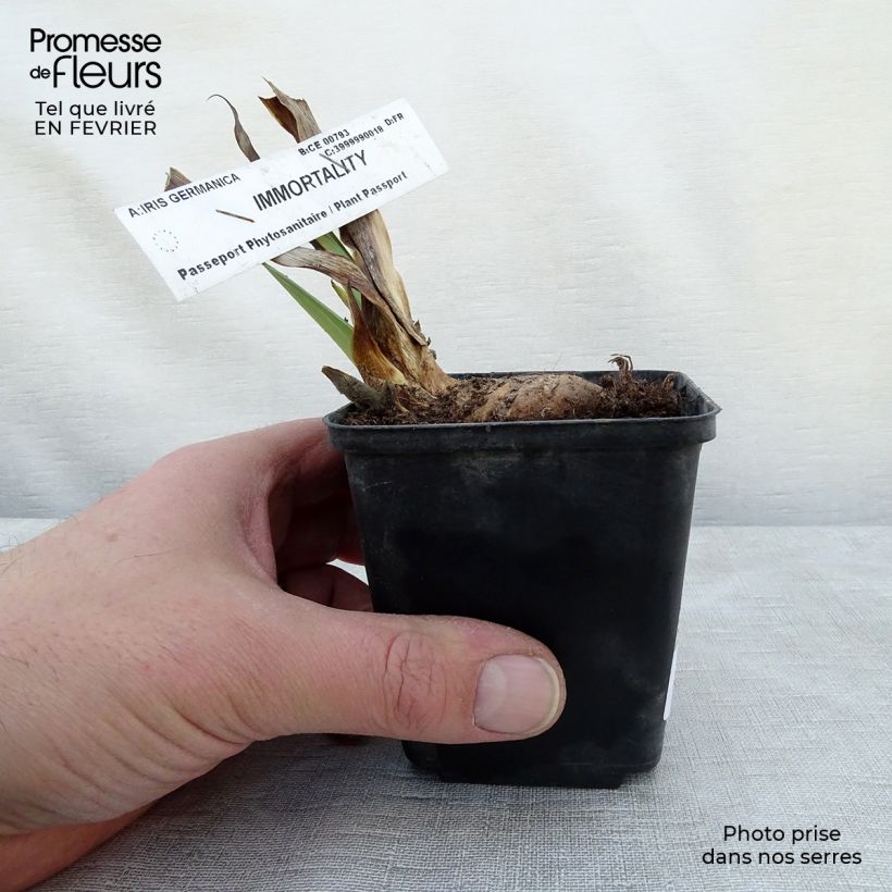 Iris germanica Immortality Maceta de 8/9 cm Ejemplar entregado en invierno