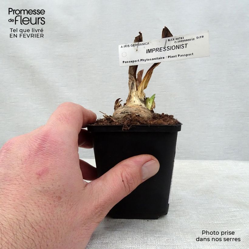 Iris germanica Impressionist Maceta de 8/9 cm Ejemplar entregado en invierno