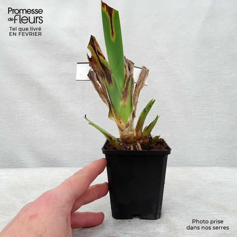 Iris germanica Innocent Star Maceta de 8/9 cm Ejemplar entregado en invierno