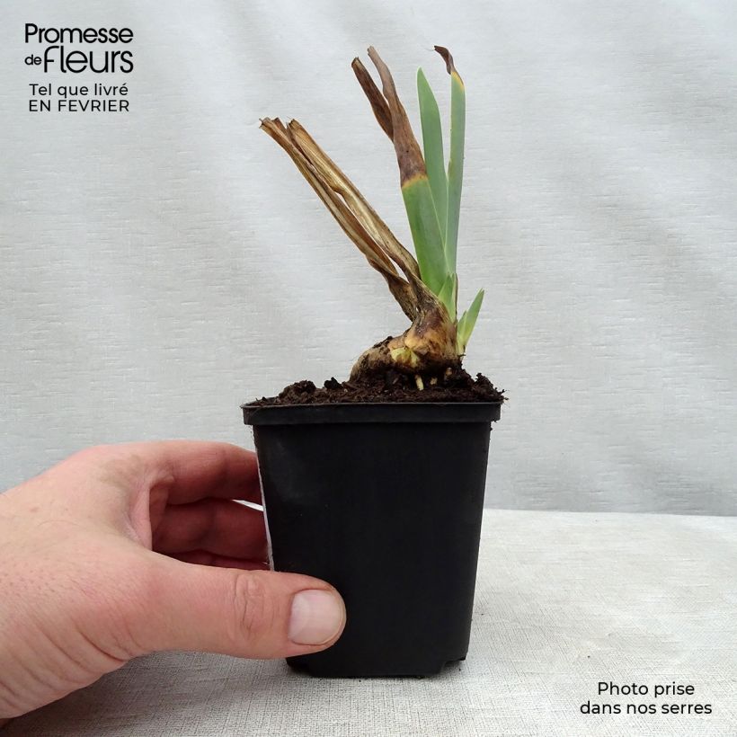Iris germanica Irisades Maceta de 8/9 cm Ejemplar entregado en invierno