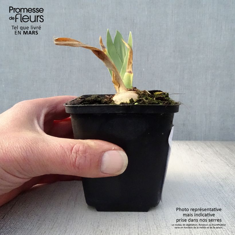 Iris germanica Irisades - Iris des Jardins Rhizome ou godet Ejemplar entregado en la primavera