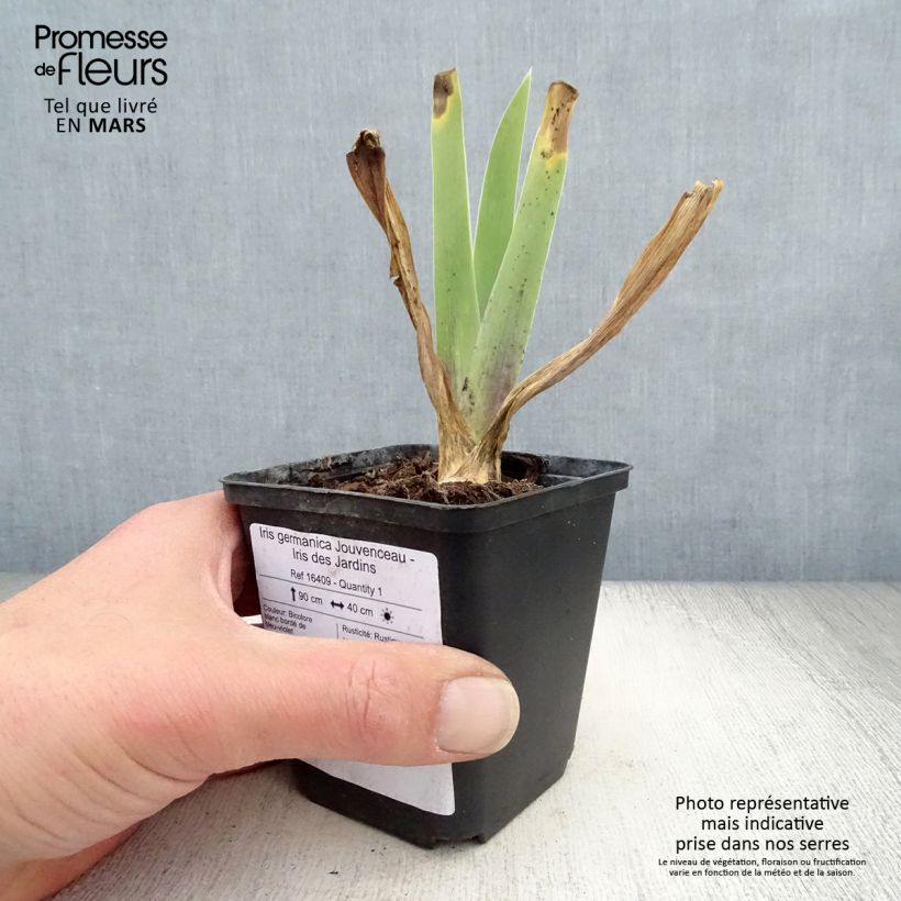 Iris germanica Jouvenceau - Iris des Jardins Rhizome, Calibre 10/15, qualité extra Ejemplar entregado en la primavera