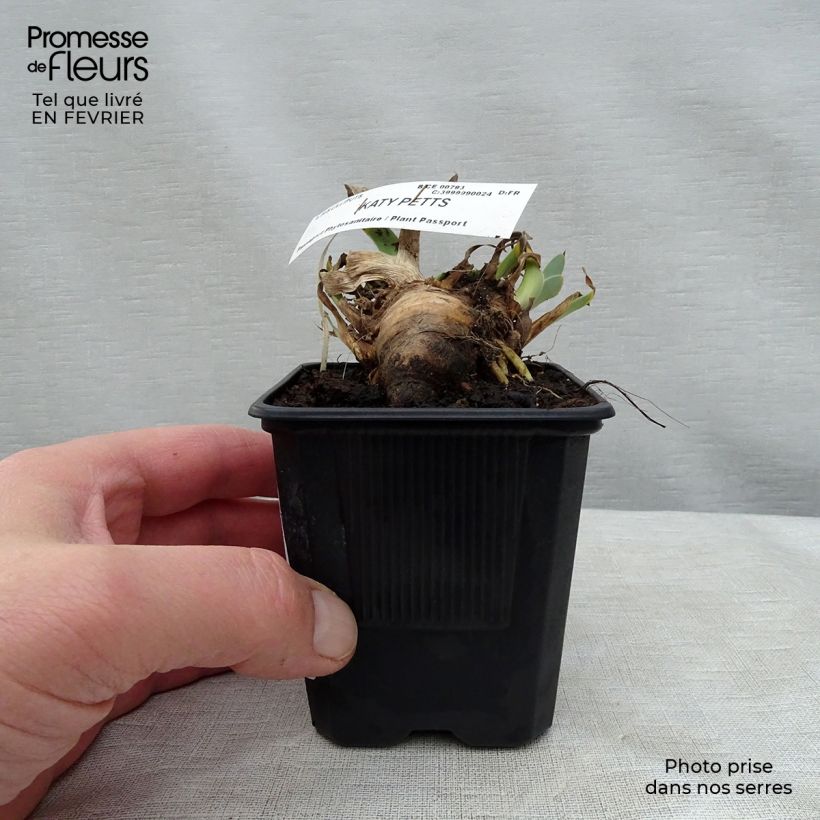 Iris germanica Katty Petts Maceta de 8/9 cm Ejemplar entregado en invierno