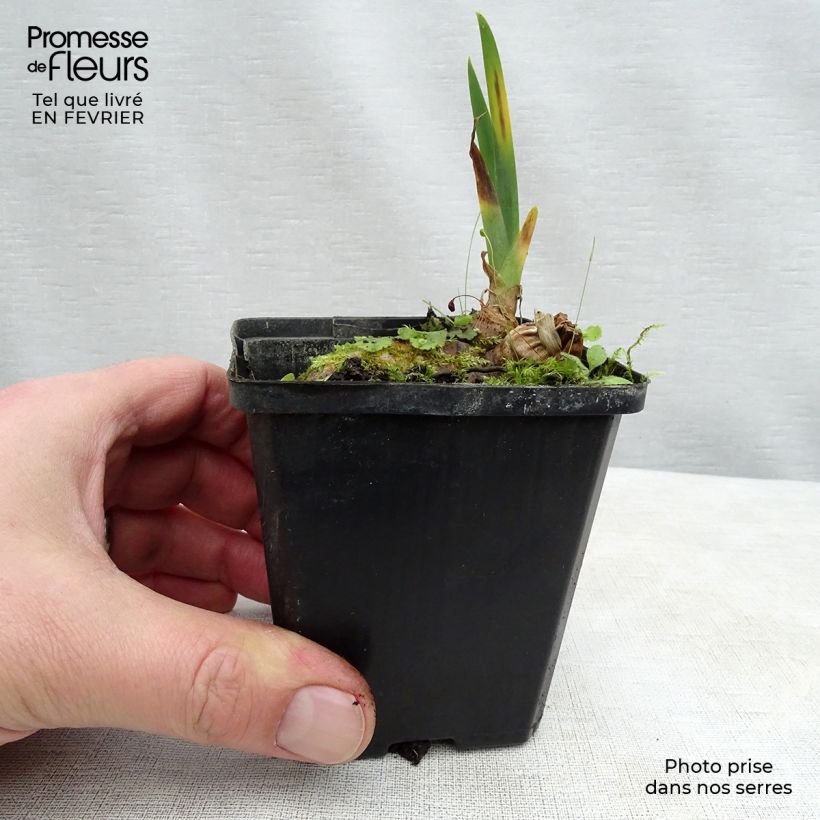 Iris germanica Kingajou Shrew Maceta de 8/9 cm Ejemplar entregado en invierno