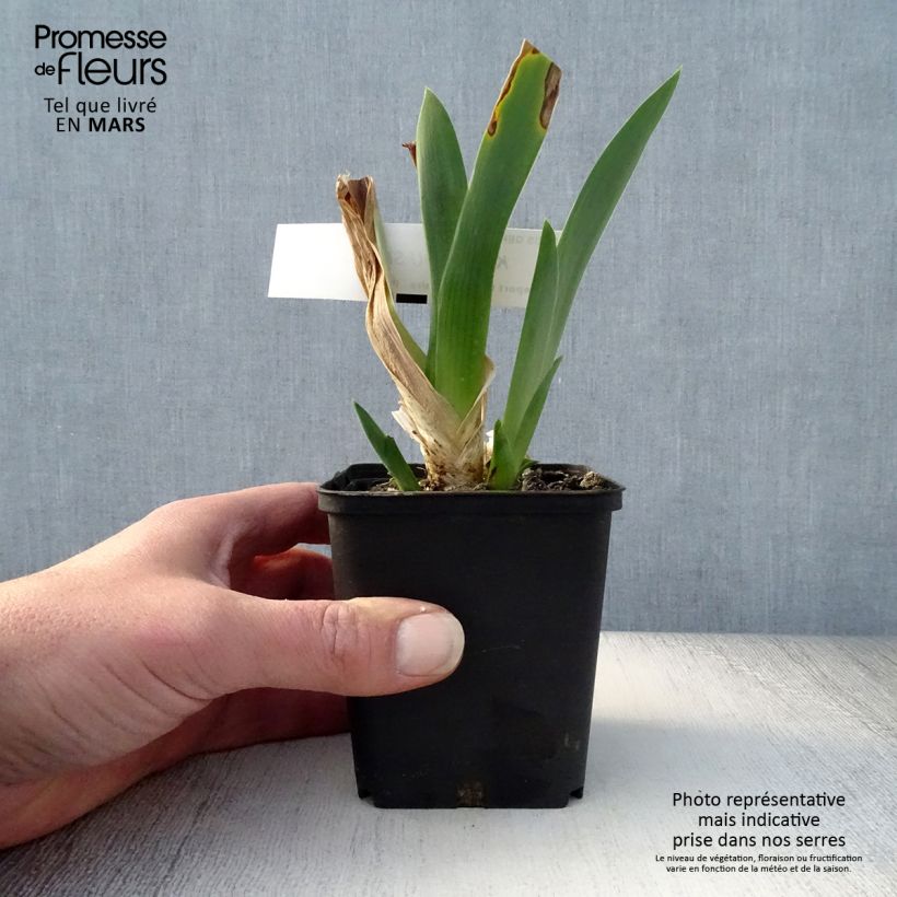Iris germanica Kingajou Shrew Maceta de 8/9 cm Ejemplar entregado en la primavera