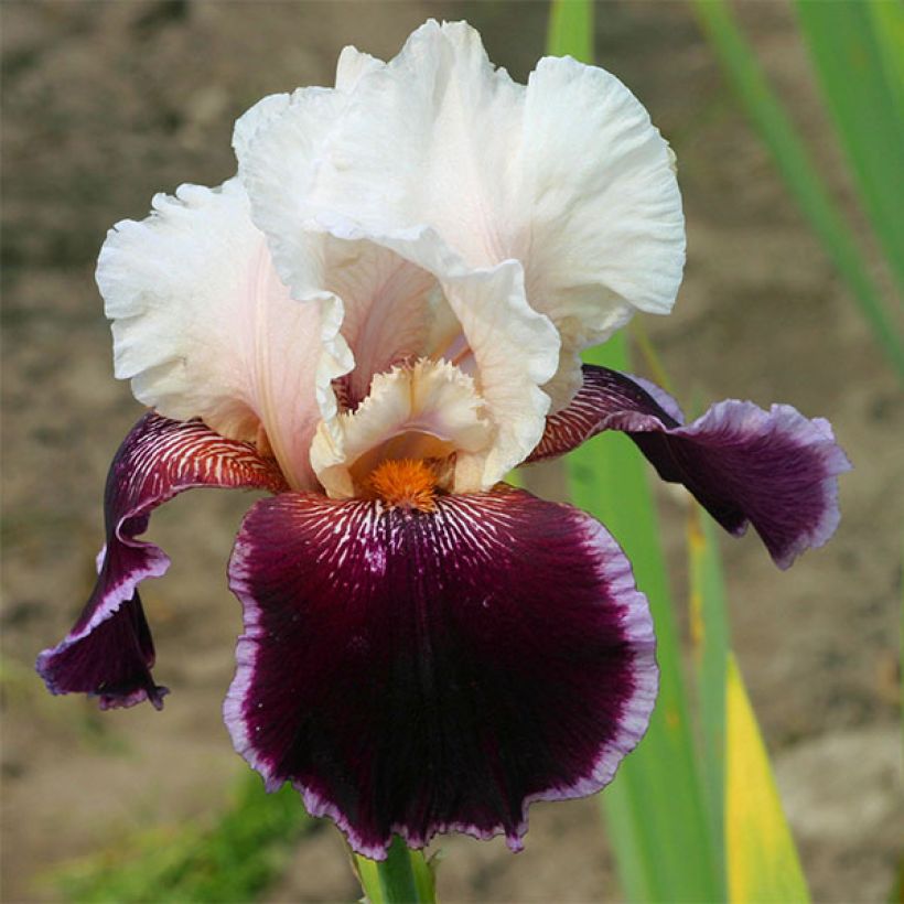 Iris germanica Latin Lady (Floración)