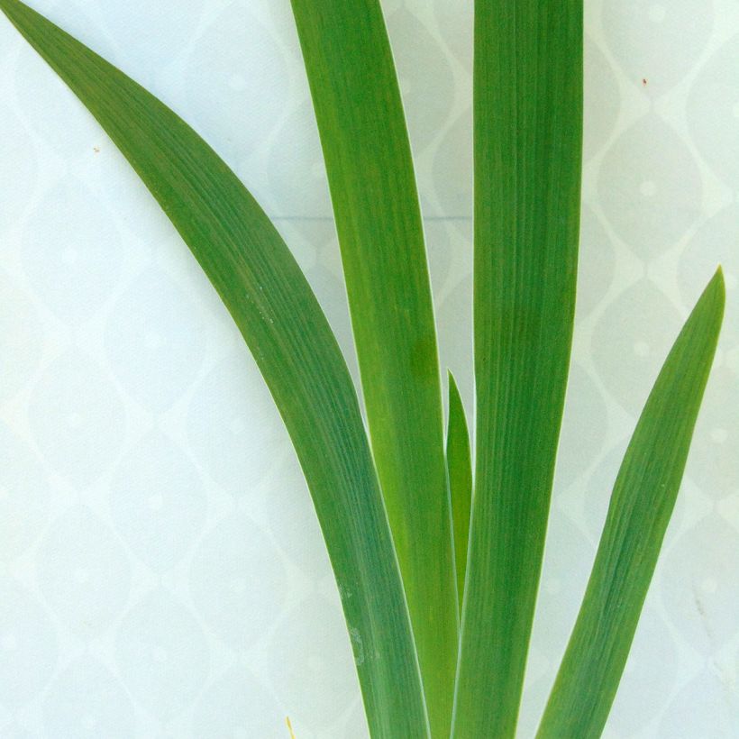Iris germanica Latin Lady (Follaje)