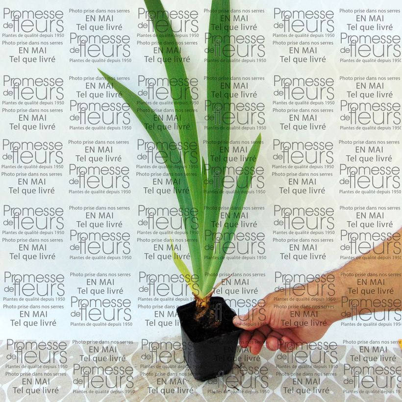 Ejemplo de ejemplar de Iris germanica Latin Lady Maceta de 8/9 cm tal y como se entrega