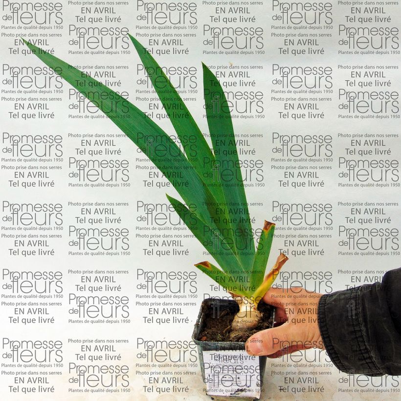Ejemplo de ejemplar de Iris germanica Let's Boogie Maceta de 8/9 cm tal y como se entrega