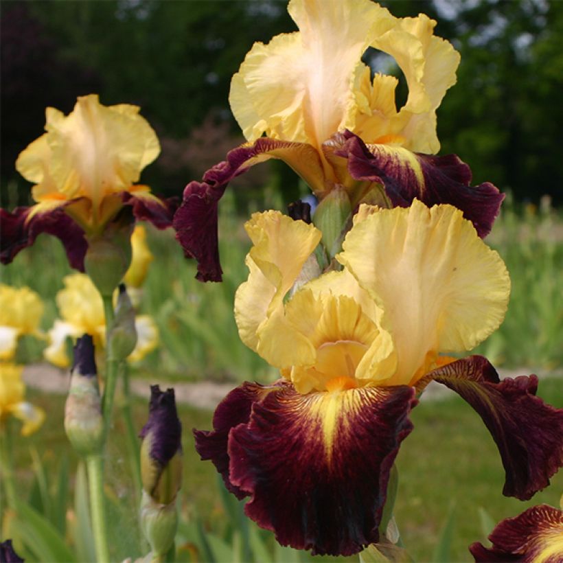 Iris germanica Let's Boogie (Floración)