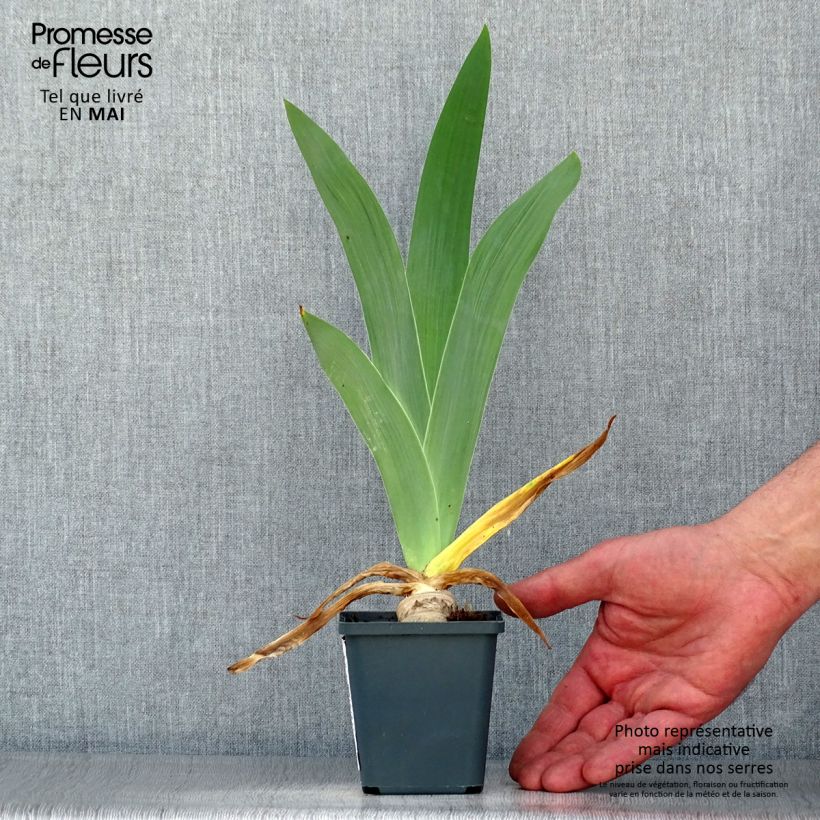 Iris germanica Master Plan Rhizome ou godet Ejemplar entregado en la primavera