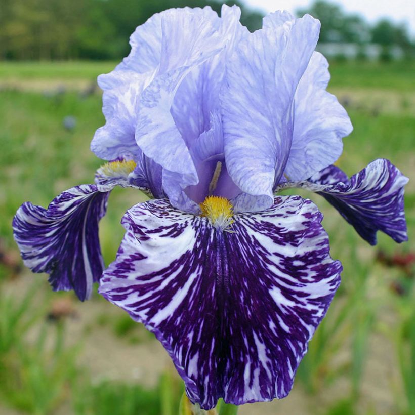 Iris germanica Millenium Falcon (Floración)
