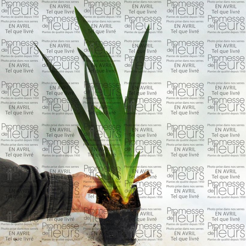 Ejemplo de ejemplar de Iris germanica Millenium Falcon Rhizome tal y como se entrega
