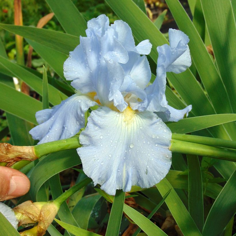 Iris germanica Navajo Jewel (Floración)