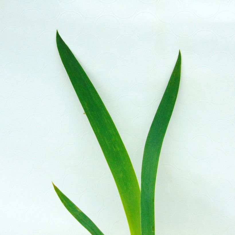 Iris germanica New Leaf (Follaje)