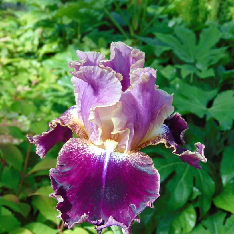 Iris germanica New Leaf (Floración)