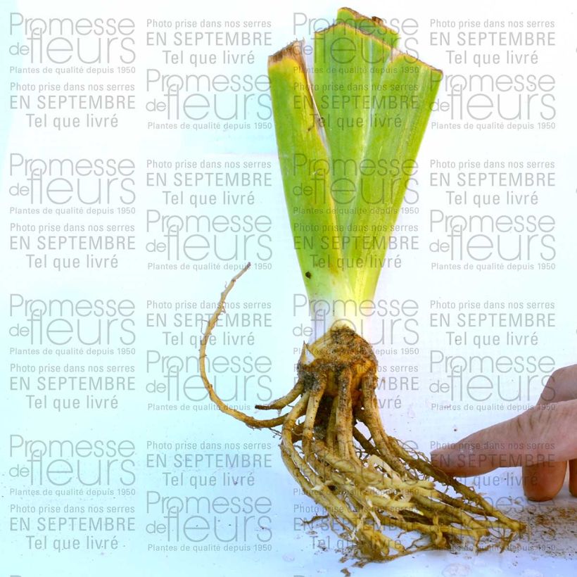 Ejemplo de ejemplar de Iris germanica New Leaf Maceta de 8/9 cm tal y como se entrega